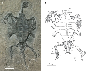 Odontochelys a turtle ancestor, missing link, intermediate fossil.