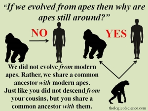 we did not evolve from apes but we share a common ancestor with them
